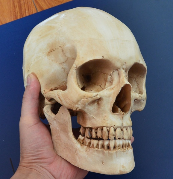 CRANIO Luz original do crânio – crânio médico feito à mão cinzento da réplica do crânio humano da resina R$220,00  FRETE GRATIS