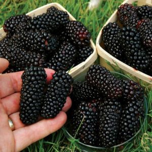 SEMENTE 100 pcs Nutritivo Gigante Espinho Blackbeery Sementes Fibra Antioxidante Saudável FRETE GRATS