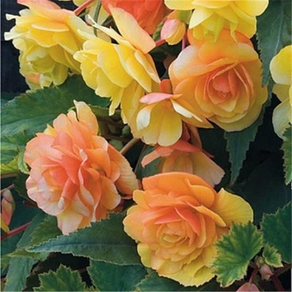 EMENTE 50 pcs Bela Begônia Sementes de Flores laranja Perene Em Vasos de Jardim Bonsai FRETE GRATIS